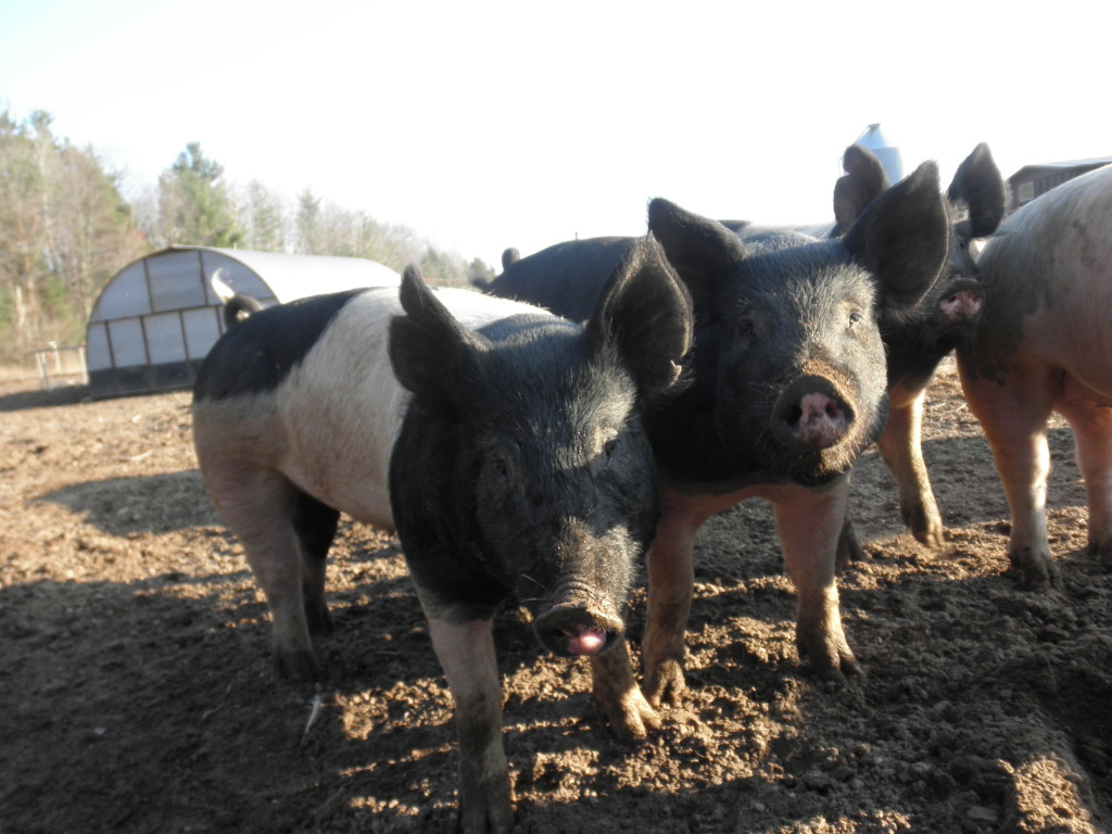 Hampshire pigs are black in the front and back with a white middle.