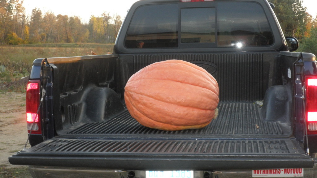 One of our biggest pumpkins, over 100 pounds.