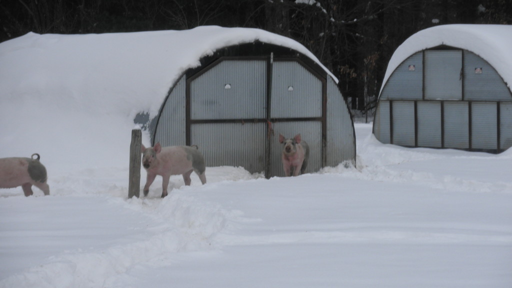Pigs walkin in their fields full of snow